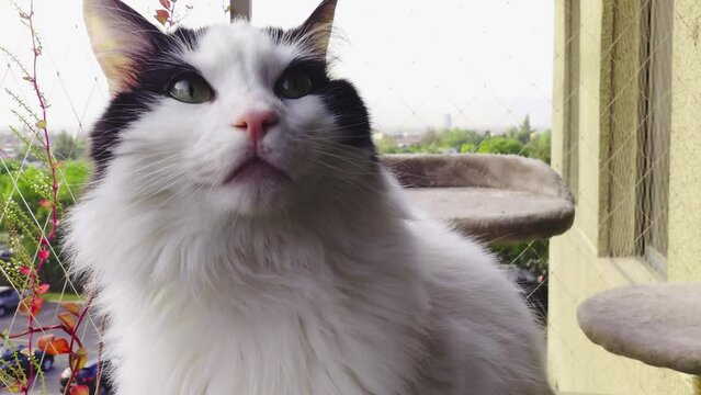 fluffy black and white cat on a balcony of a building apartment sniffing smelling the air