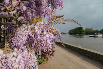 flowers on the street