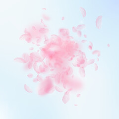 Sakura petals falling down. Romantic pink flowers explosion. Flying petals on blue sky square background. Love, romance concept. Creative wedding invitation.