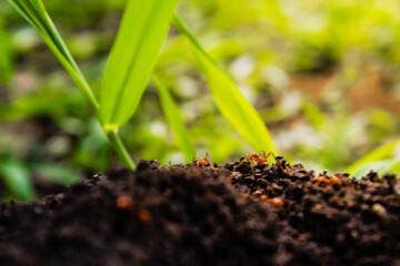 Hormiguero con hormigas y hoja de planta creciendo en el parque al aire libre
