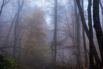 Autumn forest in the fog