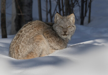 Lynx