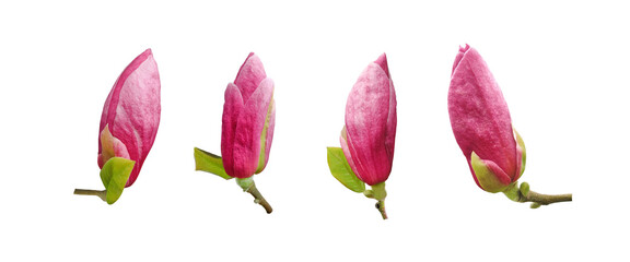 Purple magnolia buds with young leaves isolated collection on white background        