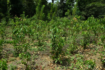A Cinnamon plantation with growing young Cinnamon plants