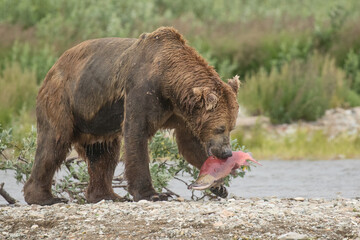 Grizzly bear and salmon