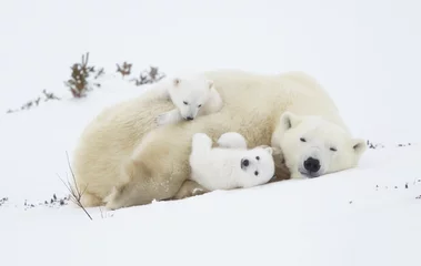 Foto op Canvas ijsbeer in de sneeuw © David