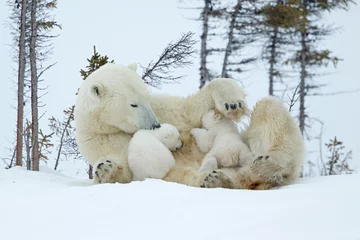 Tuinposter Polar bear nursing cubs © David