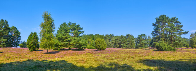 Schönes Panorama der Lüneburger Heide im Herbst.(Gifhorner Heide)