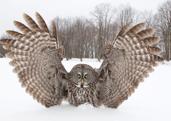 great grey owl