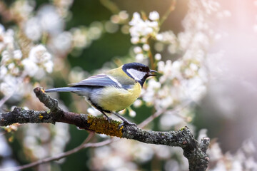 Small parus (tit or bluetit) on twig with cherry flowers on spring garden. Bird photography