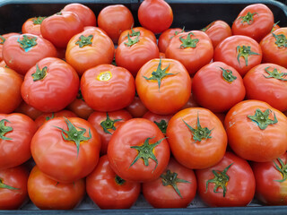 red tomatoes background Group of tomatoes