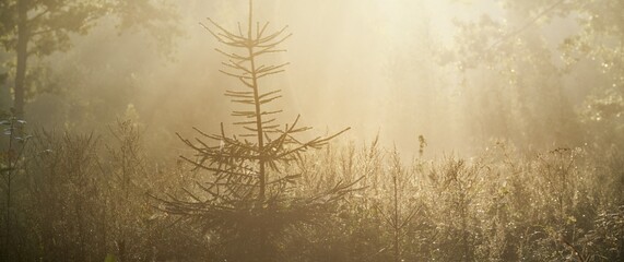 Mysterious evergreen forest. Sunrise. Golden sunlight, sunbeams, fog. Pine, spruce, oak trees...