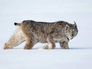 Tuinposter lynx in snow © David