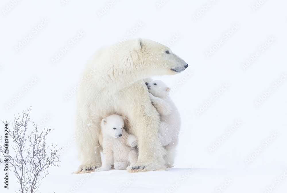 Wall mural polar bear mother and cubs