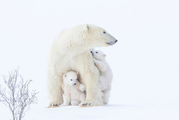 Polar bear mother and cubs - obrazy, fototapety, plakaty