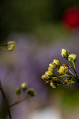 Small yellow roses (Rosa banksiae) illuminated by the sun in the garden