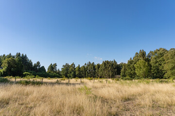 Fototapeta premium landscape with trees