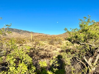 Fototapeta na wymiar Moon over Sonoran Desert Rincon Mountains Tucson, Arizona