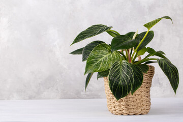 Birkin Philodendron house plant in a basket, grey stone background © Lana_M