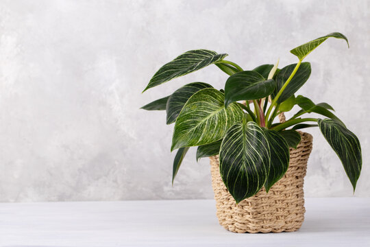 Birkin Philodendron house plant in a basket, grey stone background
