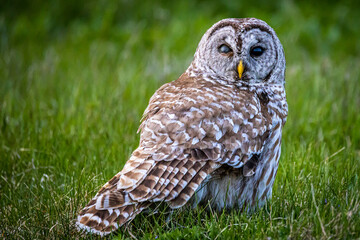 Barr Owl