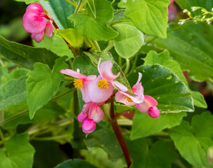 Pink delicate flowers in a bush on a garden