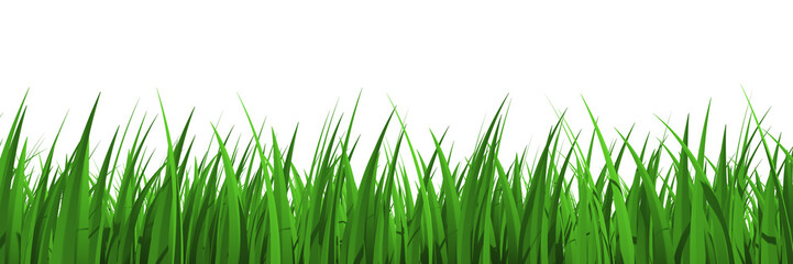 Grass profile view isolated