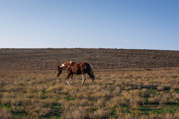 Naklejka na ściany i meble Horses in the pasture