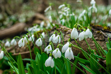 snowdrops