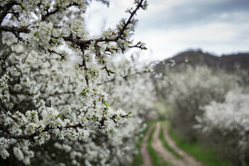 Spring color