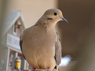 close up of a dove