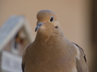 close up of a dove