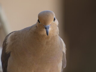 close up of a dove