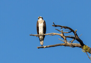 Osprey in Eleven Mile Canyon