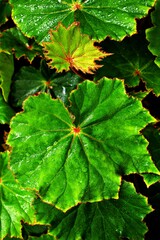 Closeup leaf foliage begonia flower plants for leaves background ,fairy begonia Rexcultorum ,Heuchera Micrantha Reale piper Ornatum ,Piper Sylvaticum ,fundo verde frondoso ,macro image ,nature leaves
