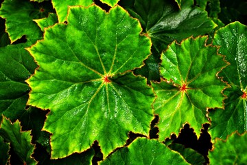 Closeup leaf foliage begonia flower plants for leaves background ,fairy begonia Rexcultorum ,Heuchera Micrantha Reale piper Ornatum ,Piper Sylvaticum ,fundo verde frondoso ,macro image ,nature leaves