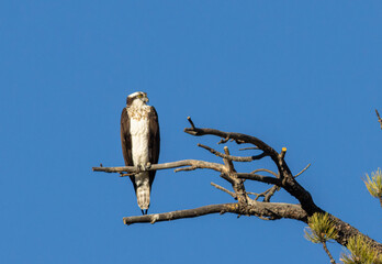 Osprey in Eleven Mile Canyon
