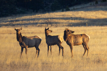 Elk Herd in the Morning