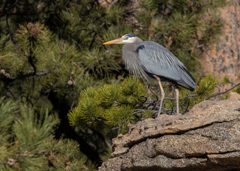 Great Blue Heron