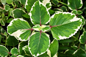 Green-white leave ,foliage Variegated Indian Borage ,Plectranthus amboinicus Variegatus ,Tropical Oregano ,Cuban Oregano, Ajwain Herb plant ,Variegated Swedish ivy ,Plectranthus coleoides f. variegata