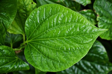 Closeup green leaf Betel plant ,Piper betle ,Piperaceae ,Which includes pepper and kava ,Paan ,Piper sarmentosum Herb plant, Cha plu - obrazy, fototapety, plakaty