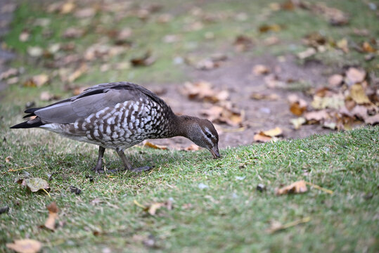 Female Australian wood duck, chenonetta jubata, nibbling on grass while surrounded by fallen leaves, during autumn