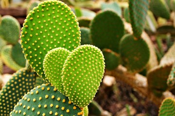 Closeup cactus Bunny ear plant Opuntia microdasys ,Opuntioid cacti ,heart shaped ,Indian fig ,smooth Mountain Prickly Pear ,Mission cactus ,nopal ,ficus-indica ,Opuntia vulgaris ,soft selective focus