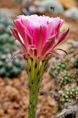 Fototapeta premium Closeup pink bud flower cactus Echinopsis hybrid trichopsis desert plants in garden with blurred background ,macro image, soft selective focus ,free space for letter ,tropical plants 