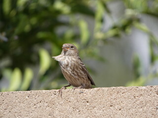 bird on a wall