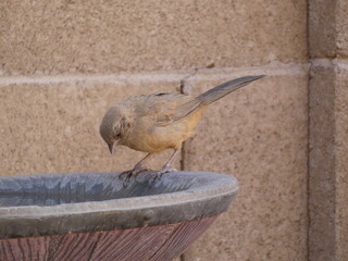 bird looking at water