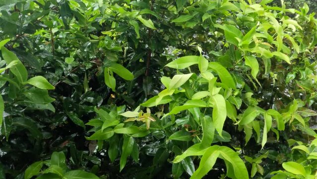 Rain falling on the green leaves of the Java apple tree