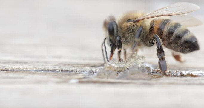 Honey bee on a white background. Close-up selective focus.