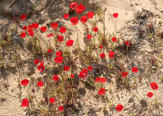 Convex poppy (lat. - Papaver umbonatum)