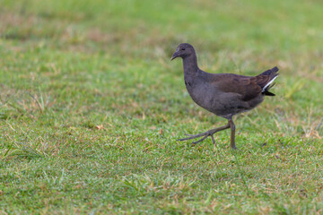Close-up of a juvenile Dusky Moorhen (Gallinula tenebrosa) looking at the camera, while it has the...